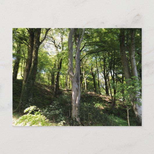 Zonnig boslandschap. Bosrand Briefkaart (Voorkant)