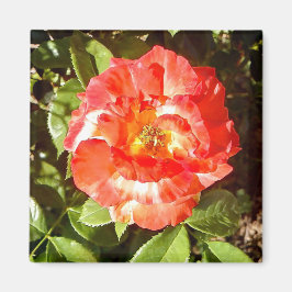 Zonnig dag Roos....... Magneet