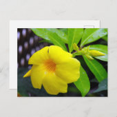 Zonnig geel Mandevilla Briefkaart (Voorkant / Achterkant)