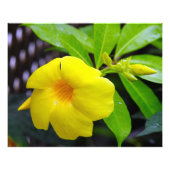 Zonnig geel Mandevilla Foto Afdruk (Voorkant)