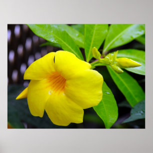 Zonnig geel Mandevilla Poster
