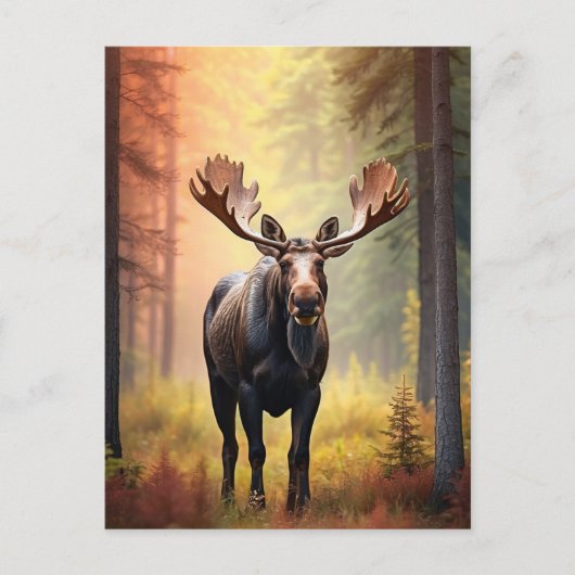 *~* Zonnig Golden AP49 MOOSE Natuur Bos Briefkaart (Voorkant)