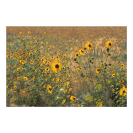 Zonnig veld met kleine zonnebloemen in het impress foto afdruk