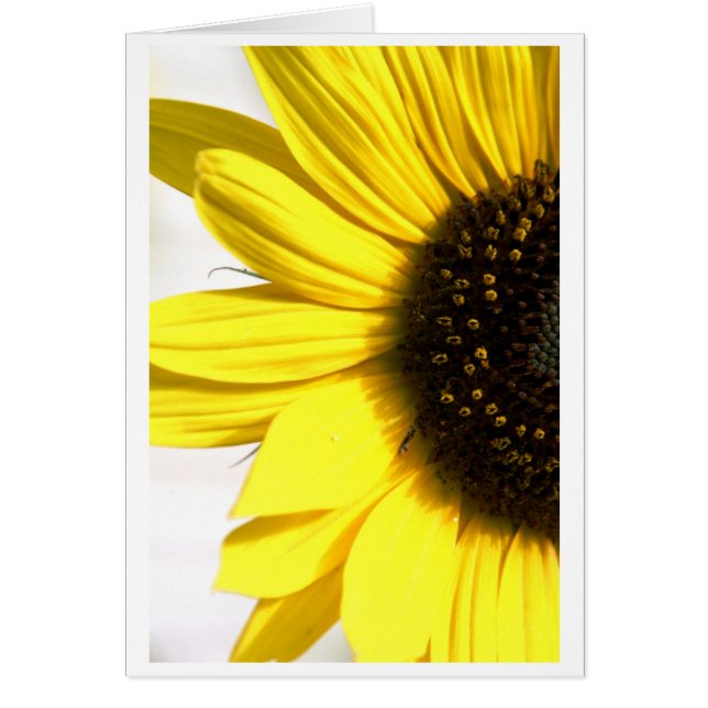 Zonnig zweren (Voorkant)