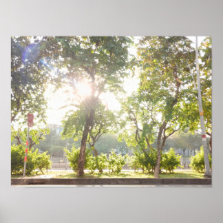 Zonnige Bomen Poster