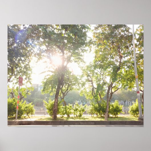 Zonnige Bomen Poster (Voorkant)