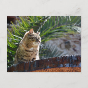 Zonnige buitenkat tabby kat ontspant op houten vat briefkaart