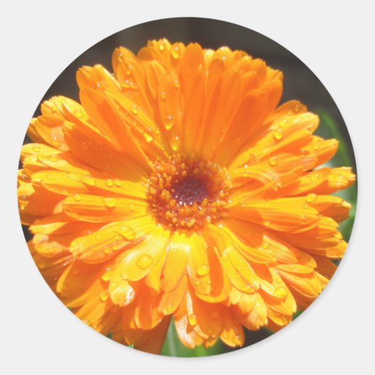 Zonnige Calendula regendruppels Ronde Sticker (Voorkant)