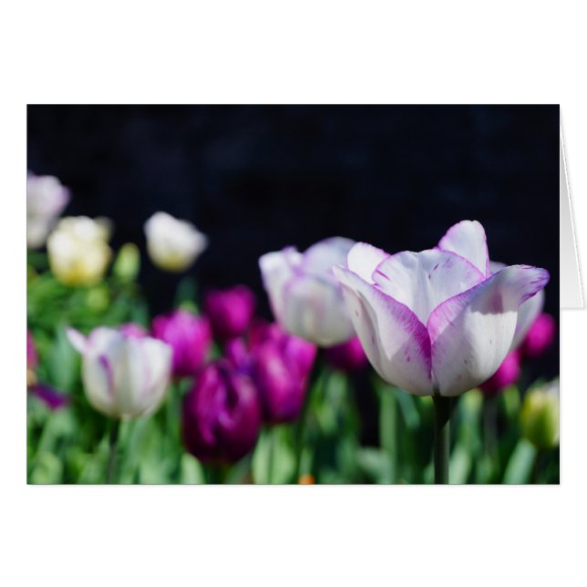 Zonnige Dag! (Voorkant Horizontaal)