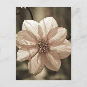 Zonnige Dahlia Briefkaart