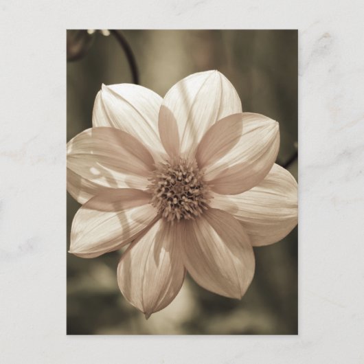 Zonnige Dahlia Briefkaart (Voorkant)