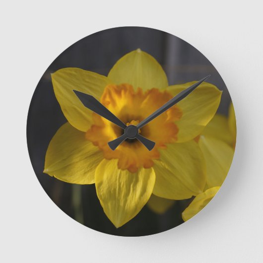 Zonnige gele daffodil ronde klok (Voorkant)