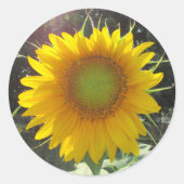 Zonnige gele zonnebloem ronde sticker (Voorkant)