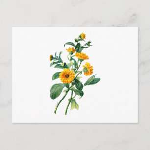 Zonnige goudsbloemen uit de Natuur Briefkaart