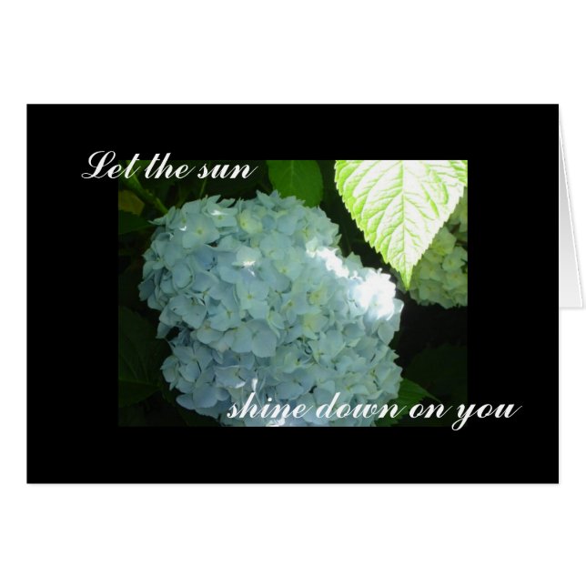 Zonnige Hortensia Wit (Voorkant Horizontaal)