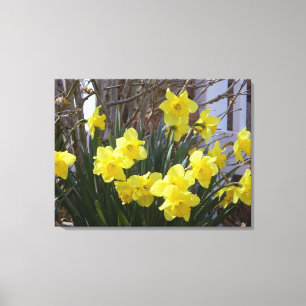 Zonnige lente Daffodils Verpakt Canvas Print