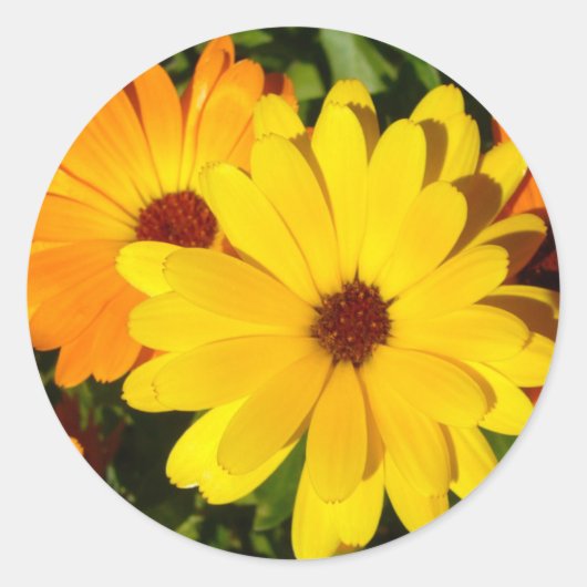 ZONNIGE MARIGOLDS STICKERS (Voorkant)