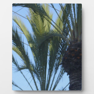 Zonnige palmbomen Californië vakantie Fotoplaat