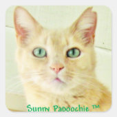 ZONNIGE PAPOOCHIE STICKERS (Voorkant)