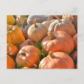 Zonnige pompoenen briefkaart (Voorkant)