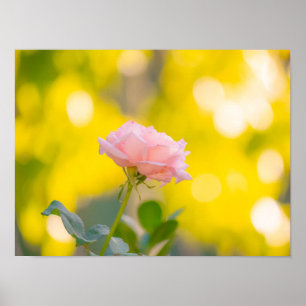 Zonnige Roze Roos Delight - Gouden Bokeh Droom Poster