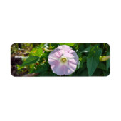 Zonovergoten achtergrond etiket (Voorkant)