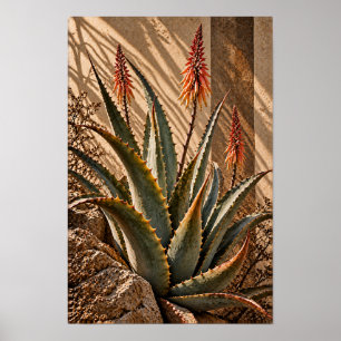 Zonovergoten Aloë Bloemen Woestijn Botanische Muur Poster