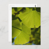 Zonovergoten Bladeren Ginkgo Briefkaart (Voorkant / Achterkant)