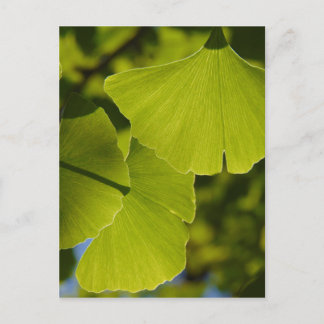Zonovergoten Bladeren Ginkgo Briefkaart