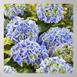 Zonovergoten blauwe hortensia clusters in een weel poster