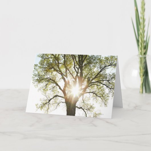 Zonovergoten Boom Kaart (Voorkant)