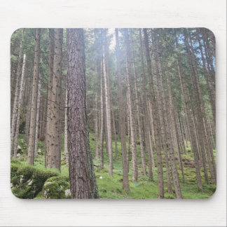 Zonovergoten Bos - Groene Bosfotografie Muismat