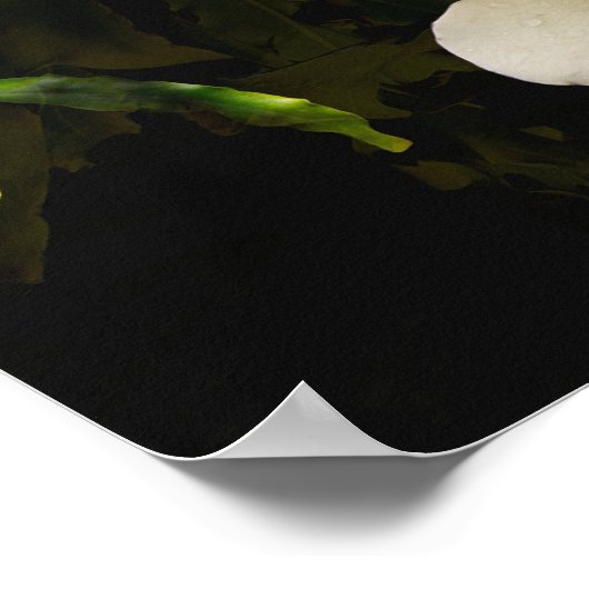 Zonovergoten botanische kunst print (Hoek)