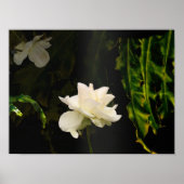 Zonovergoten botanische kunst print (Voorkant)