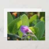 zonovergoten briefkaart (Voorkant / Achterkant)