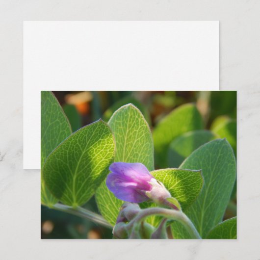 zonovergoten briefkaart (Voorkant / Achterkant)