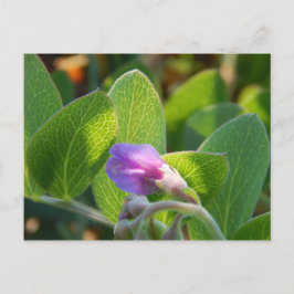 zonovergoten briefkaart