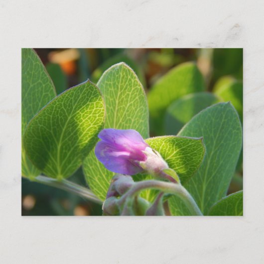 zonovergoten briefkaart (Voorkant)