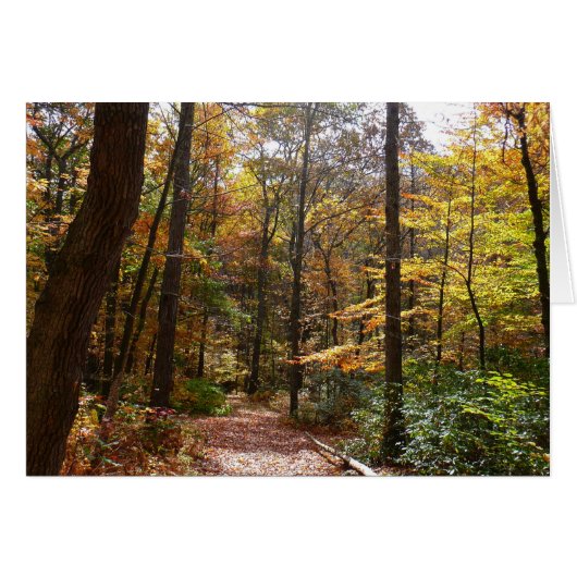 Zonovergoten Fall Trail in Laurel Hill State Park (Voorkant Horizontaal)