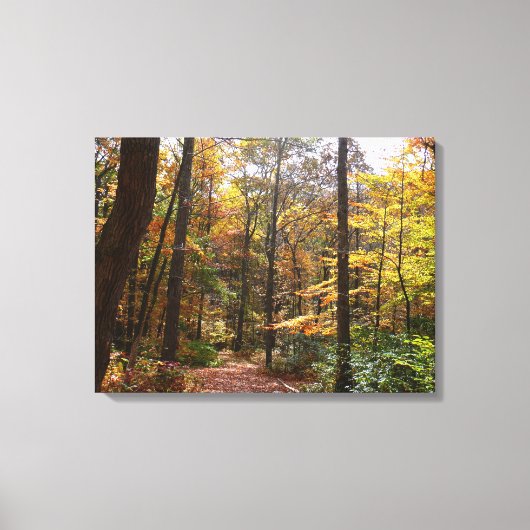 Zonovergoten Fall Trail in Laurel Hill State Park Canvas Afdruk (Voorkant)