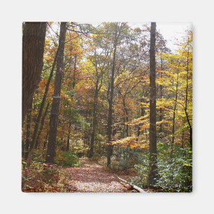 Zonovergoten Fall Trail in Laurel Hill State Park Magneet