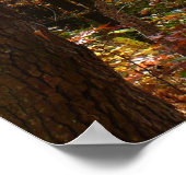 Zonovergoten Fall Trail in Laurel Hill State Park Poster (Hoek)