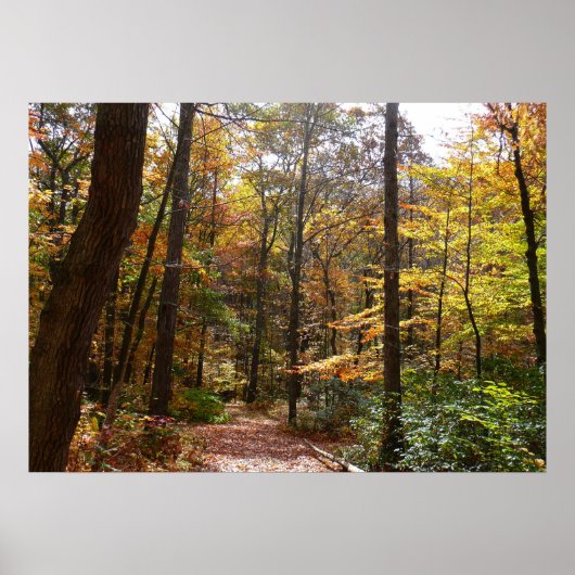 Zonovergoten Fall Trail in Laurel Hill State Park Poster (Voorkant)