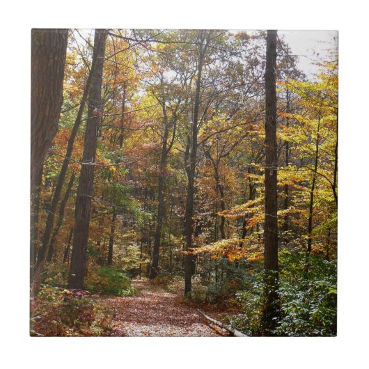 Zonovergoten Fall Trail in Laurel Hill State Park Tegeltje (Voorkant)