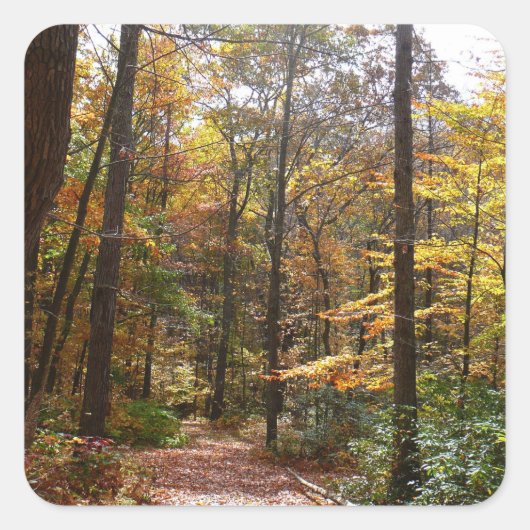 Zonovergoten Fall Trail in Laurel Hill State Park Vierkante Sticker (Voorkant)