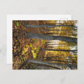 Zonovergoten Glade in de Herfst Briefkaart (Voorkant / Achterkant)