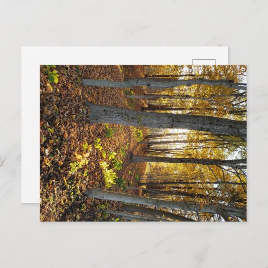 Zonovergoten Glade in de Herfst Briefkaart (Voorkant / Achterkant)