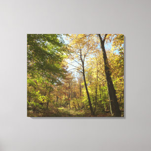Zonovergoten Herfst Forest II herfstlandschapsfoto Canvas Afdruk