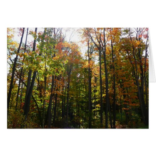 Zonovergoten herfstbos herfstlandschap (Voorkant Horizontaal)