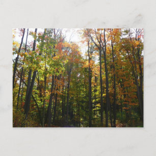 Zonovergoten herfstbos herfstlandschap briefkaart